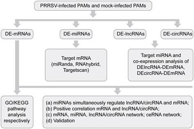Integrative transcriptomic profiling of mRNA, miRNA, circRNA, and lncRNA in alveolar macrophages isolated from PRRSV-infected porcine